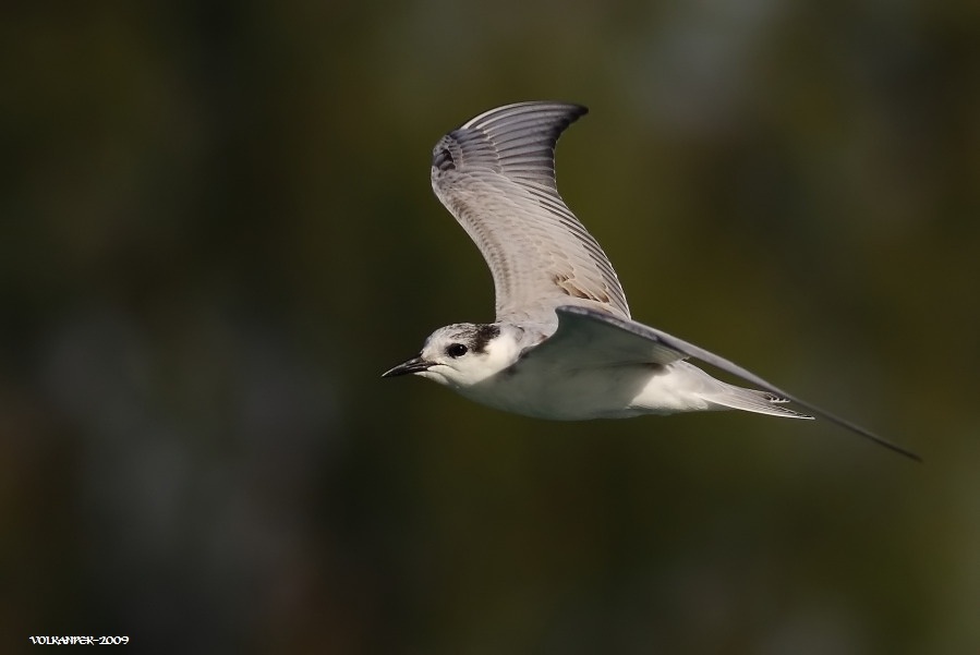 Whiskered Tern