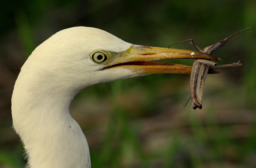 Western Cattle Egret