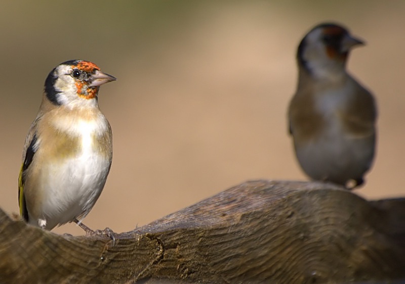 European Goldfinch