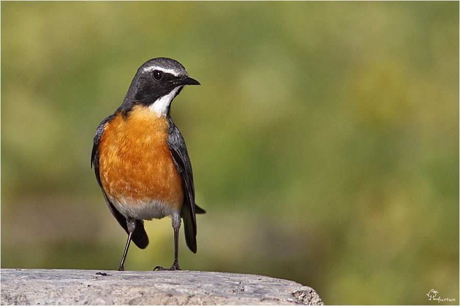 White-throated Robin