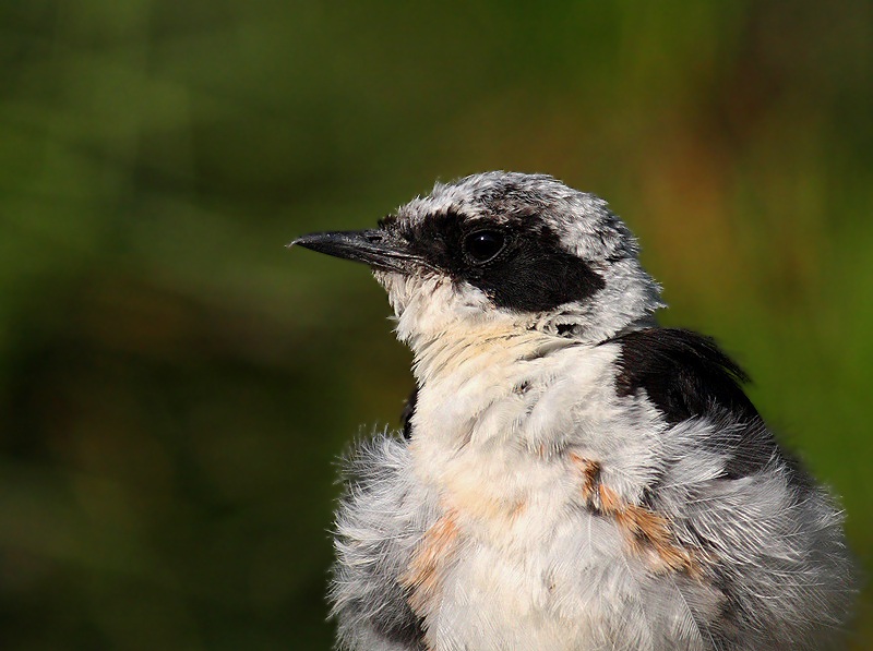 Northern Wheatear