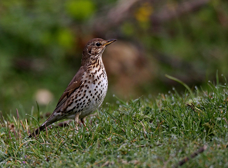 Song Thrush