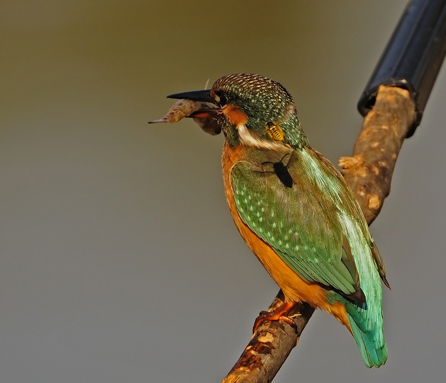 Common Kingfisher