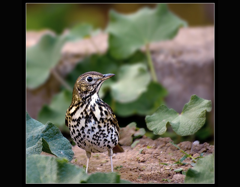 Song Thrush