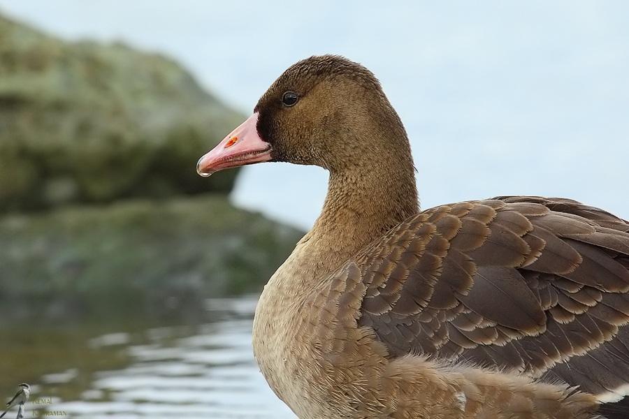 Greater White-fronted Goose
