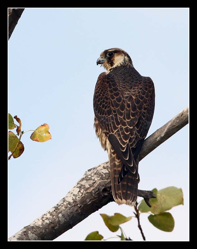 Peregrine Falcon