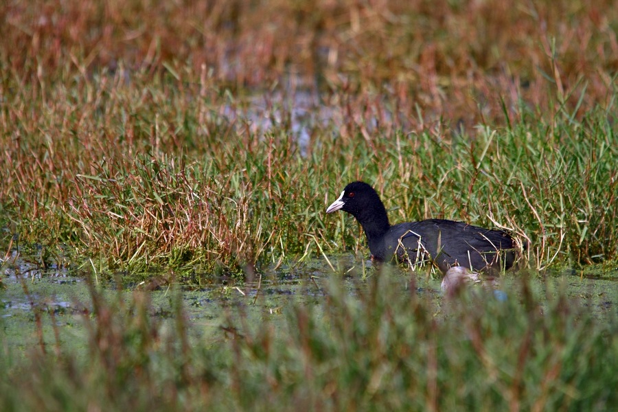 Eurasian Coot