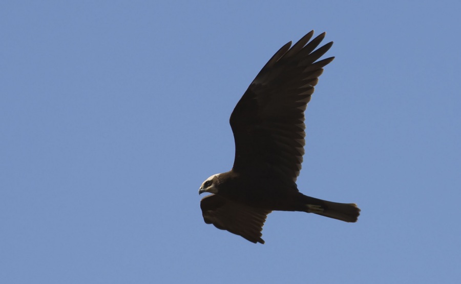 Western Marsh Harrier