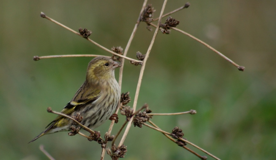 Eurasian Siskin