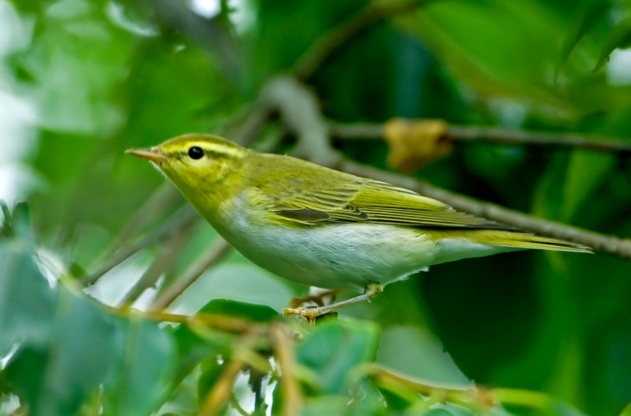 Wood Warbler