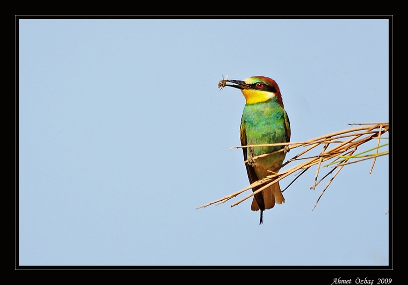 European Bee-eater