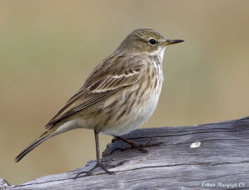 Water Pipit