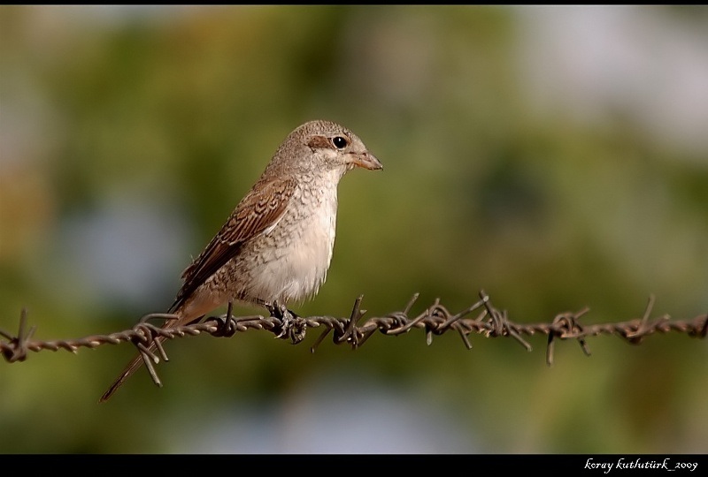 Red-backed Shrike