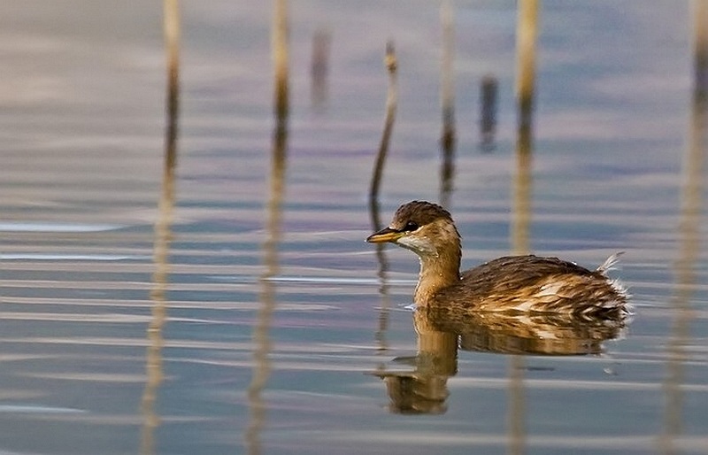 Little Grebe