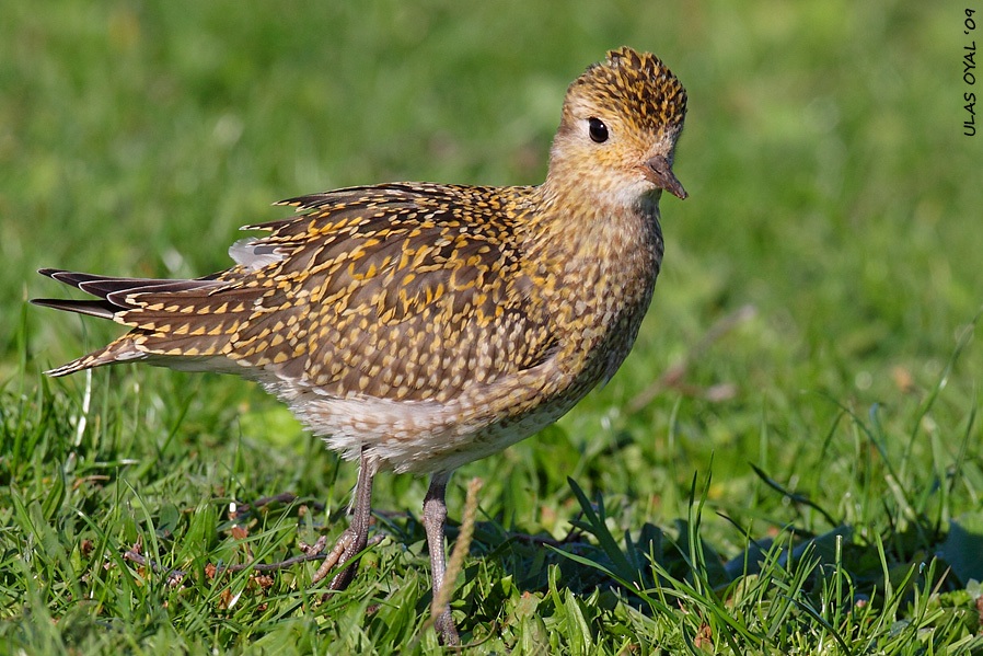 European Golden Plover