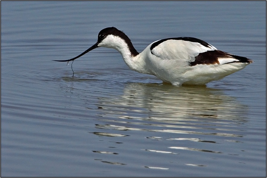 Pied Avocet