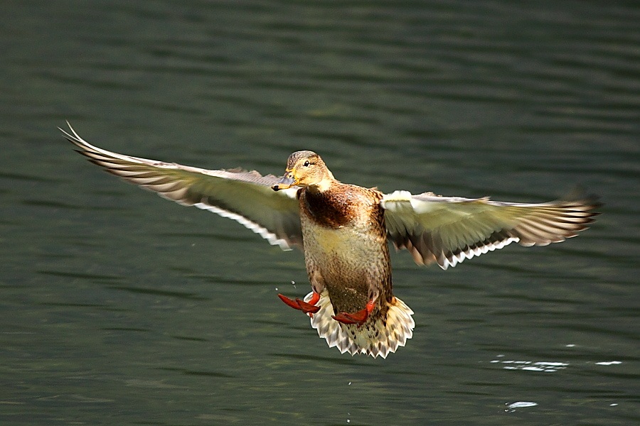 Mallard