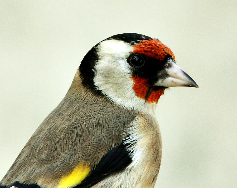 European Goldfinch