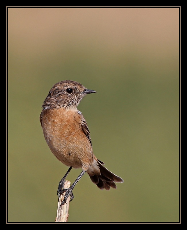 European Stonechat