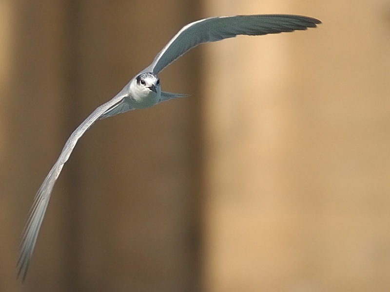 Gull-billed Tern