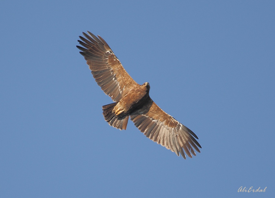 Lesser Spotted Eagle