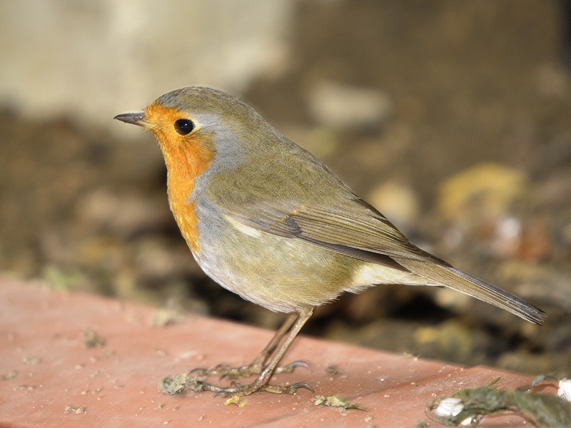 European Robin