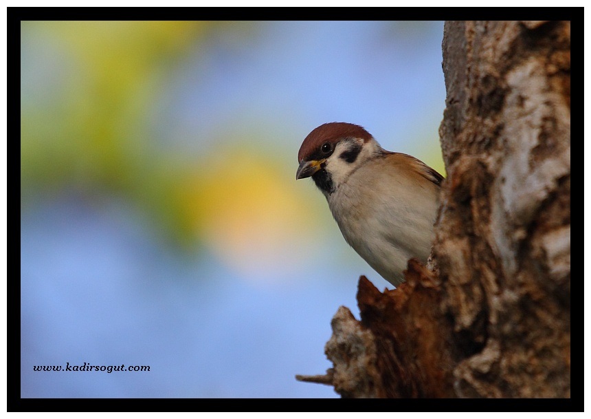 Eurasian Tree Sparrow