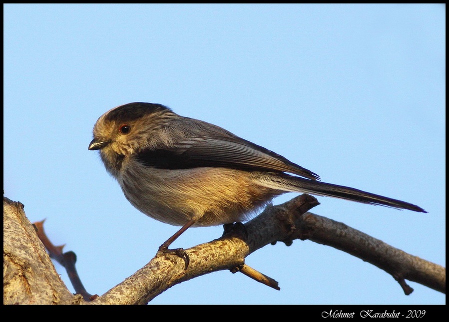 Long-tailed Tit