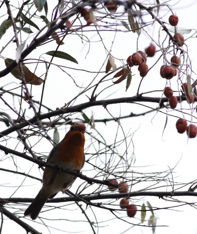 European Robin