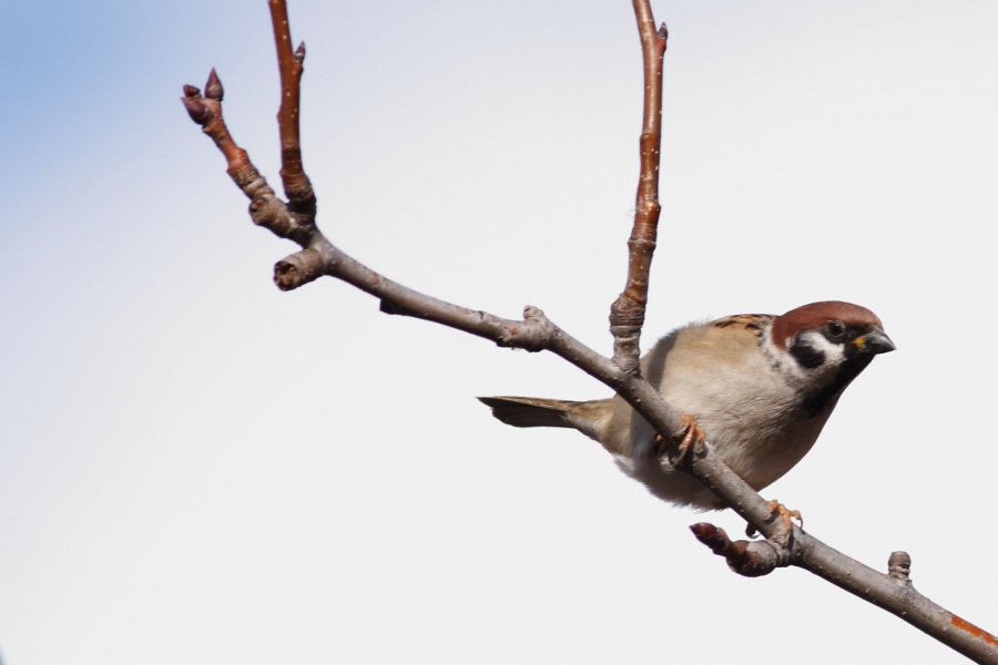 Eurasian Tree Sparrow