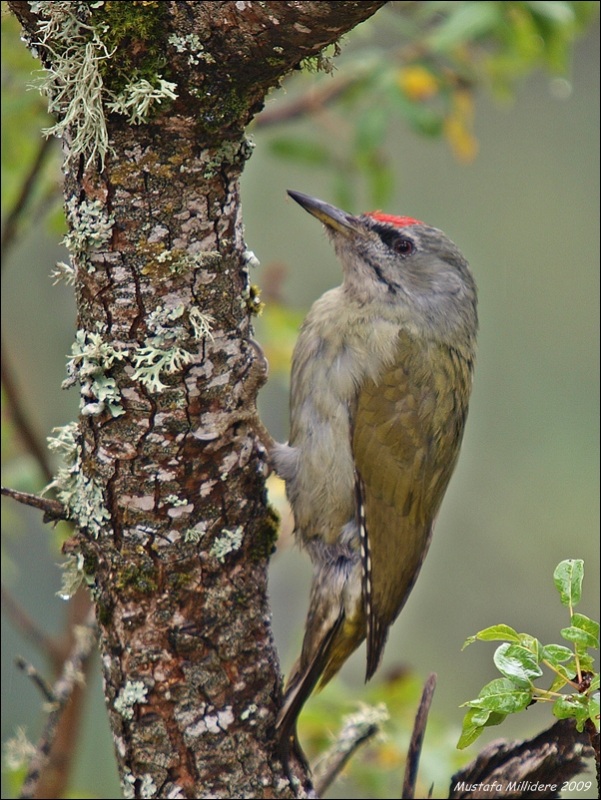 Grey-headed Woodpecker