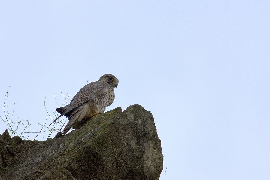 Saker Falcon
