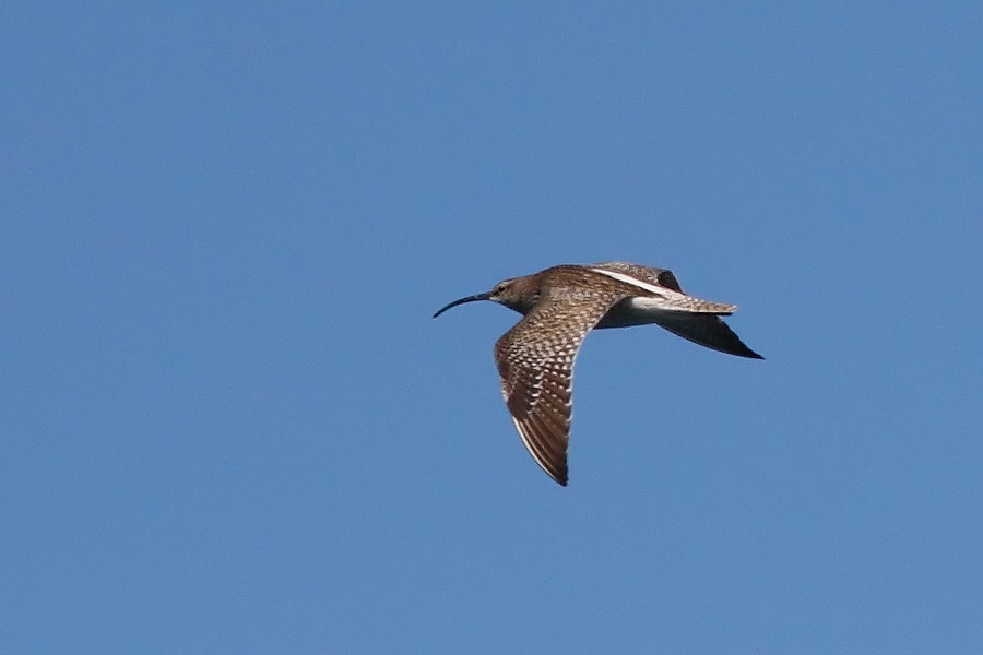Eurasian Whimbrel
