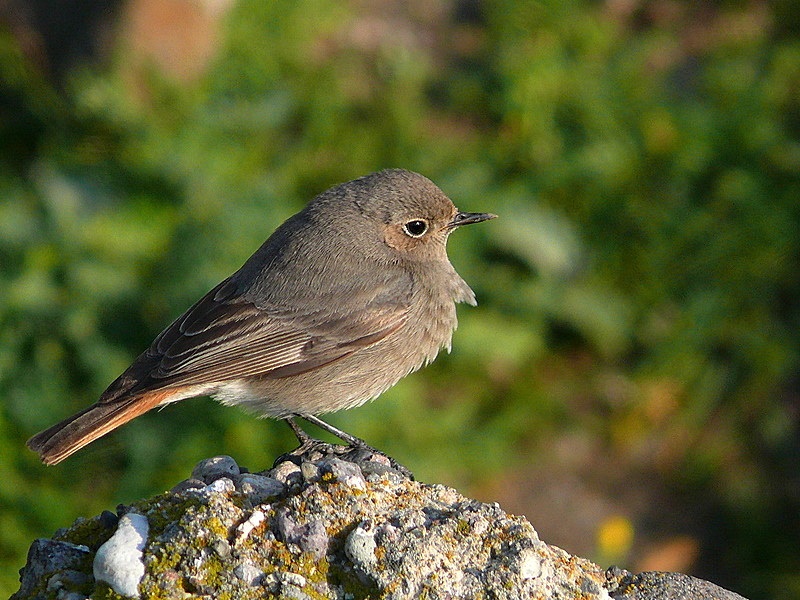 Black Redstart