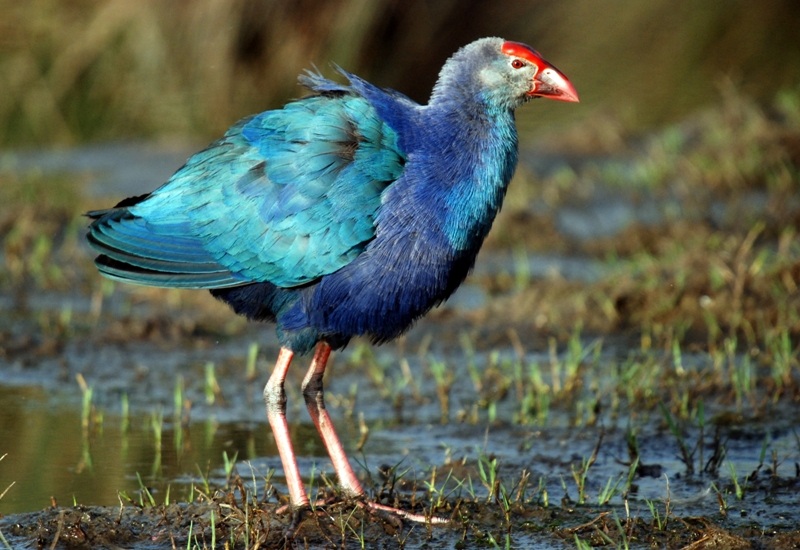 Grey-headed Swamphen