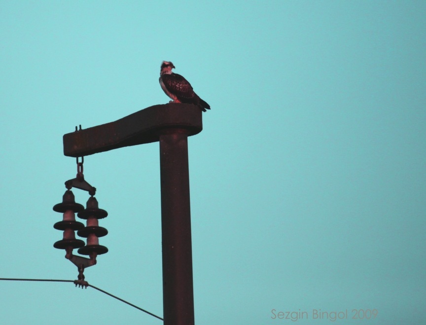 Osprey
