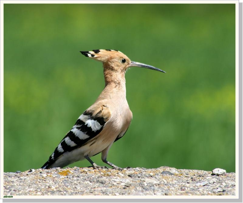 Common Hoopoe