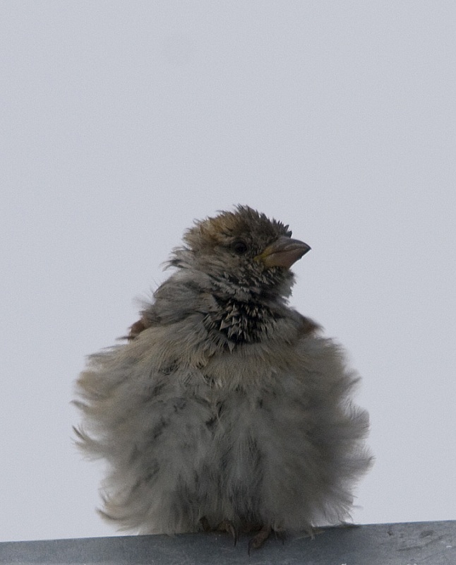 House Sparrow