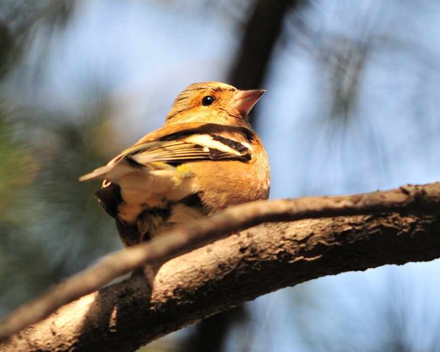 Eurasian Chaffinch