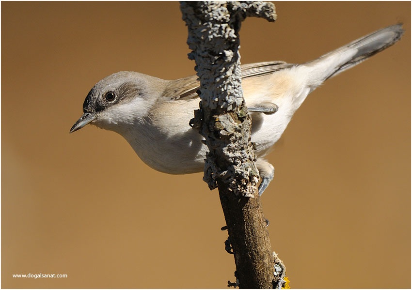Lesser Whitethroat