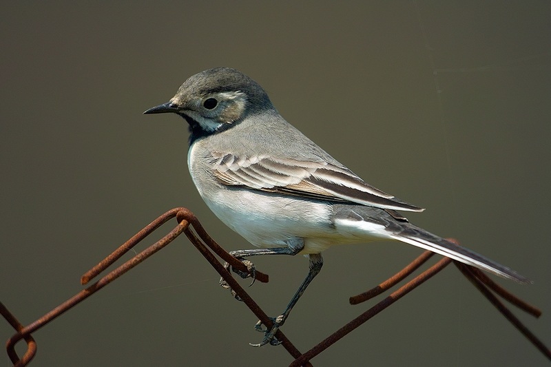 White Wagtail