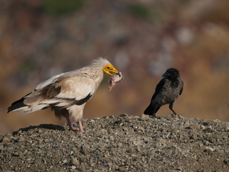 Egyptian Vulture