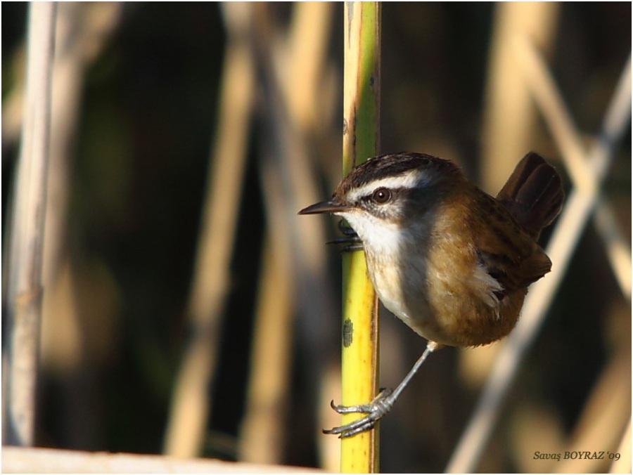 Moustached Warbler