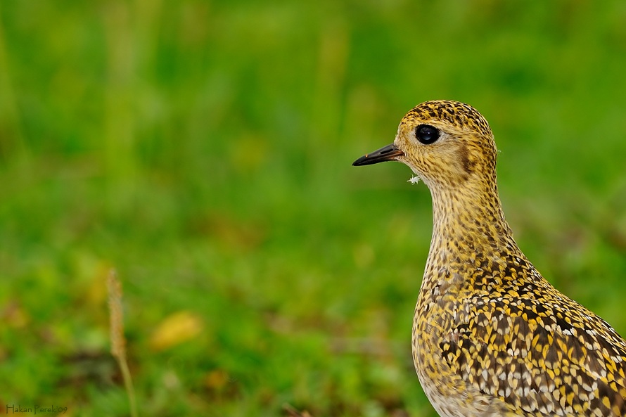 European Golden Plover