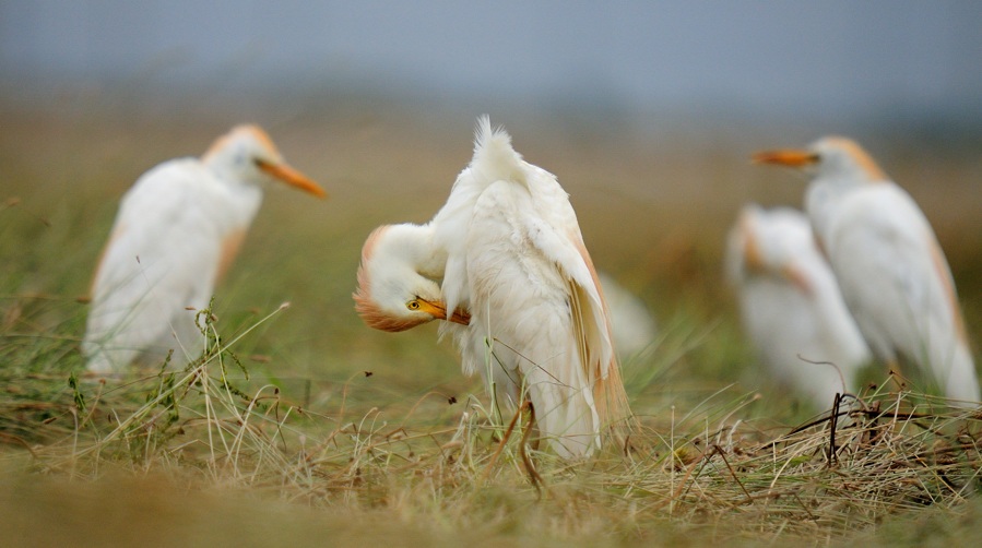 Western Cattle Egret