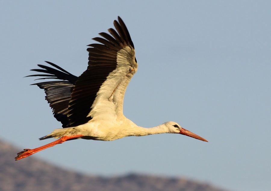 White Stork