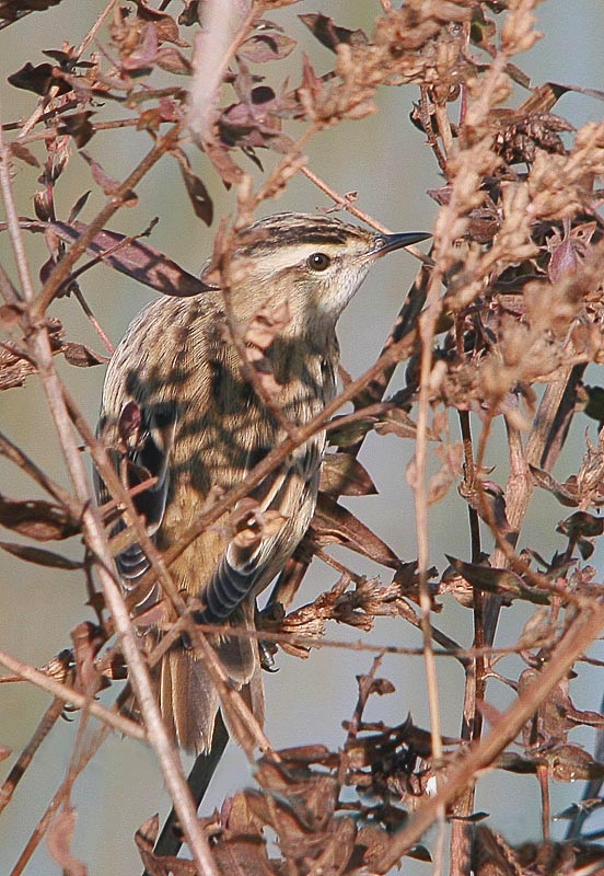 Sedge Warbler