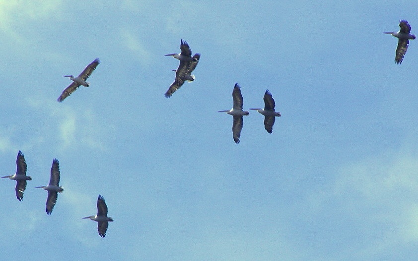 Dalmatian Pelican
