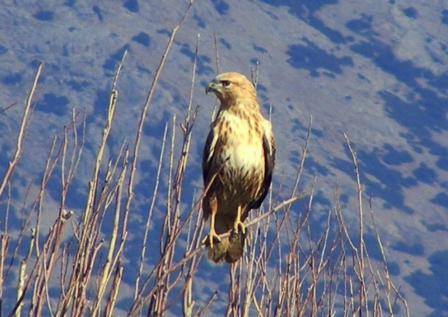Long-legged Buzzard