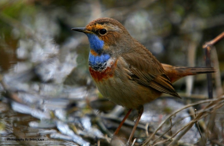 Bluethroat